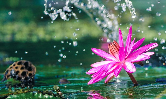 Hoa súng nở muộn, tô hồng sắc đông ở suối Yến, chùa Hương